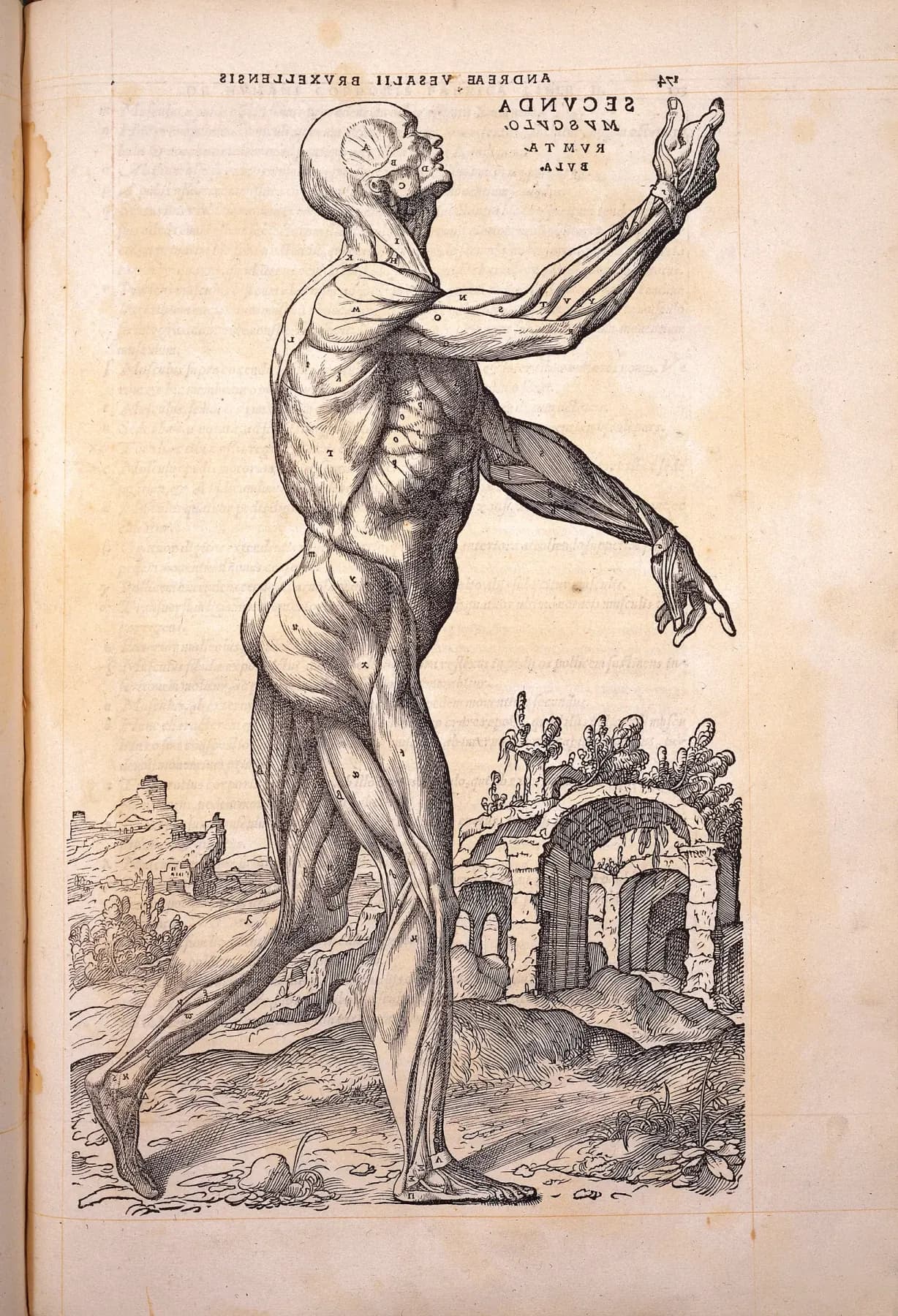 Vue antérieure des muscles superficiels — gravure d'après Andreas Vesalius, De humani corporis fabrica, 1543
